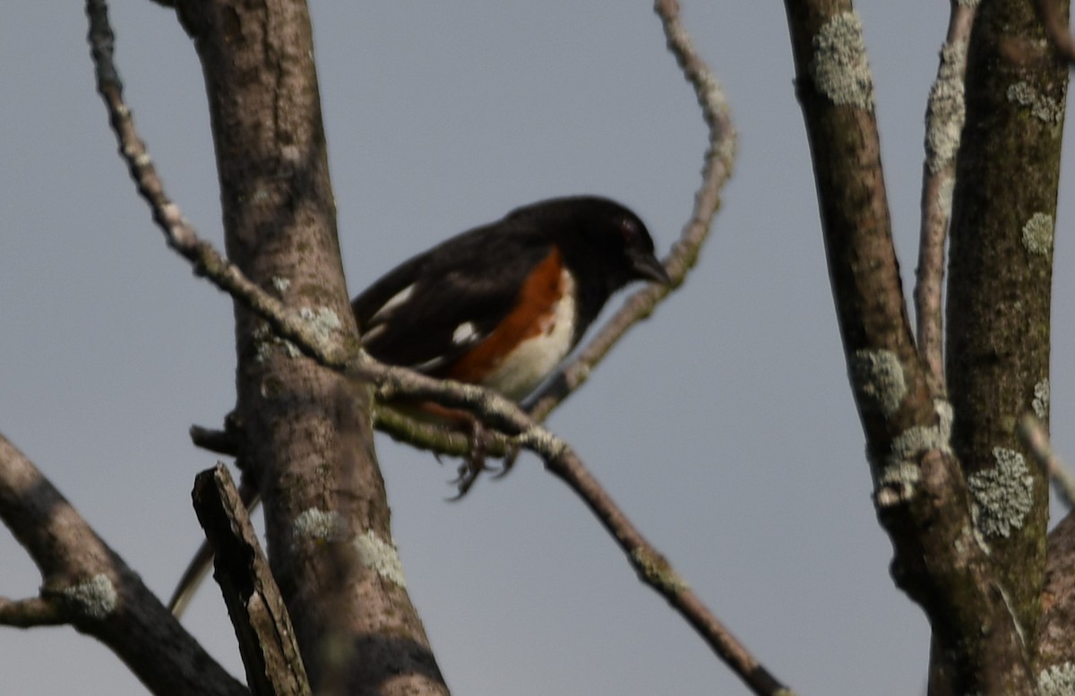 Eastern Towhee - ML592518161