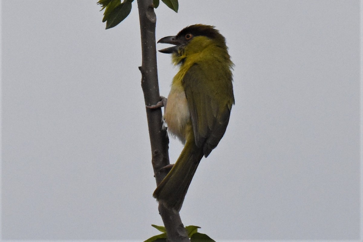 Rufous-browed Peppershrike - ML592518641