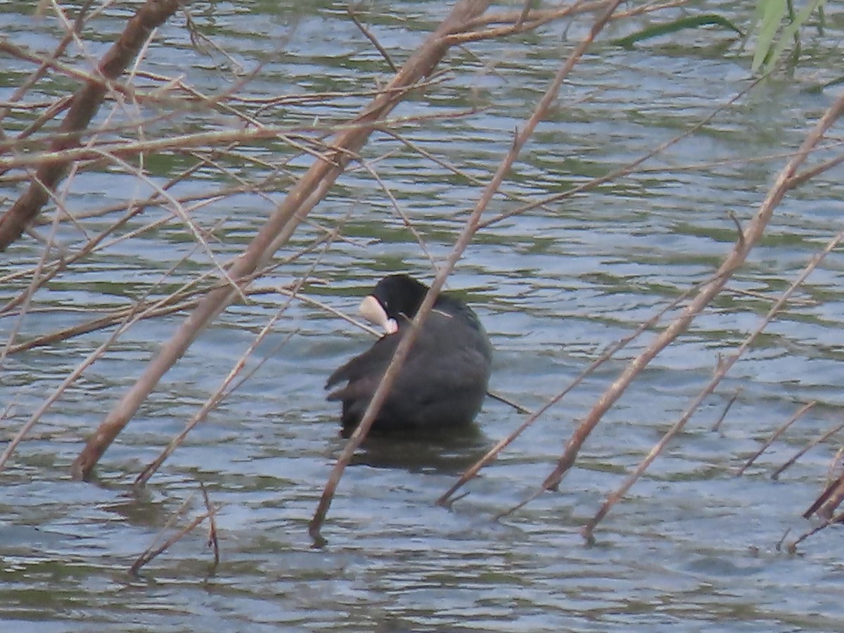 Red-knobbed Coot - Gregory Askew