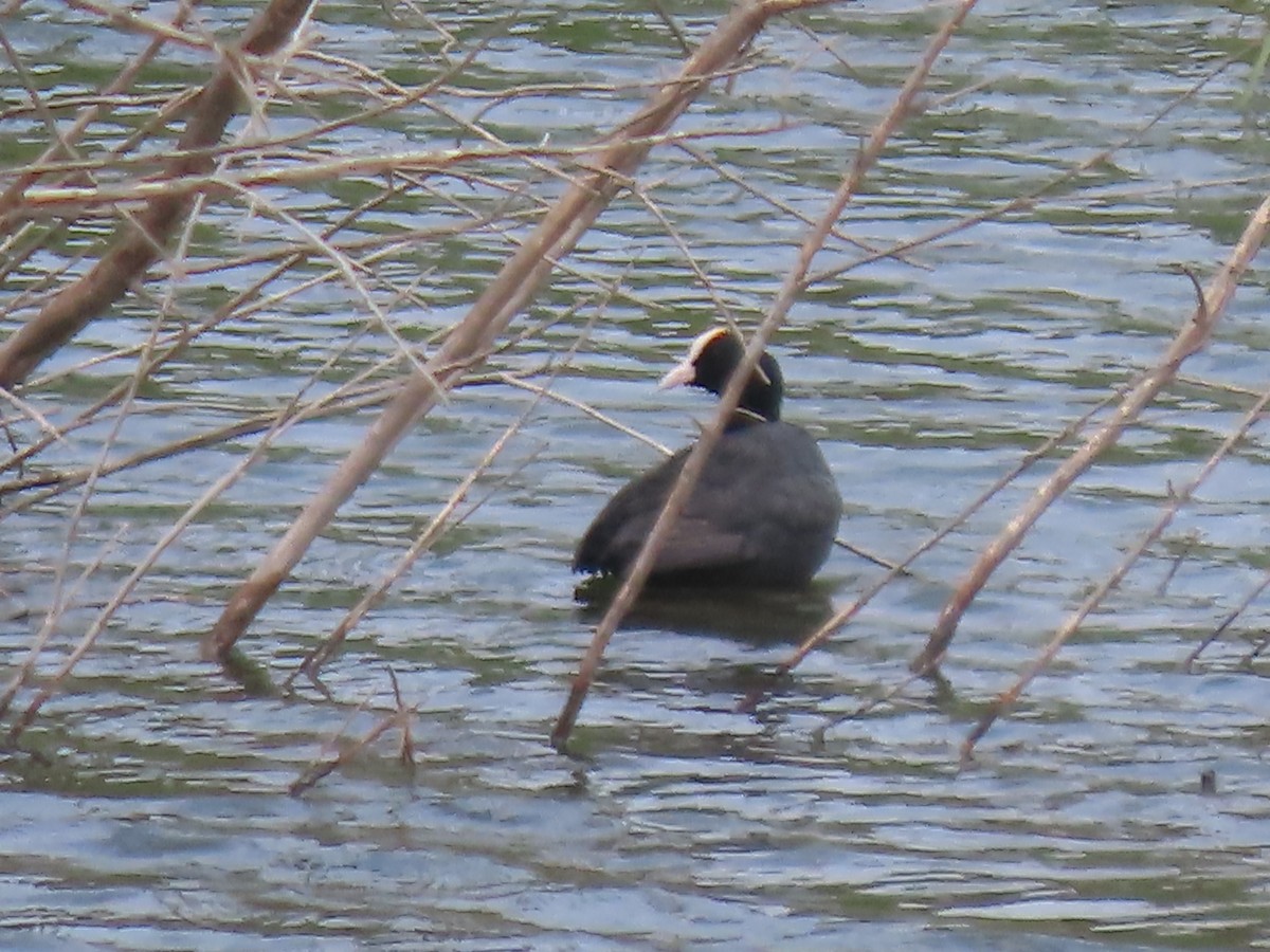 Foulque à crête - ML592518891