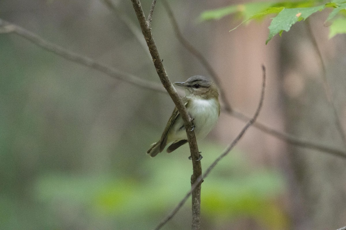 Vireo Ojirrojo - ML592519471