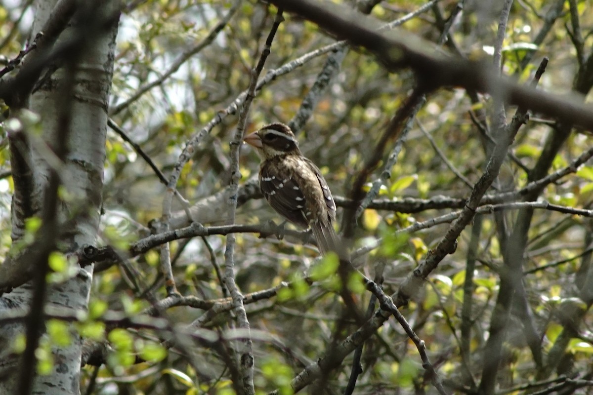 Rose-breasted Grosbeak - ML59252021