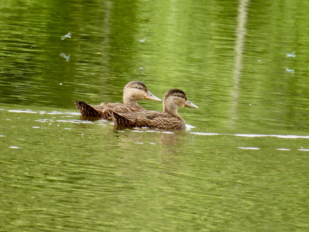 American Black Duck - ML592520281