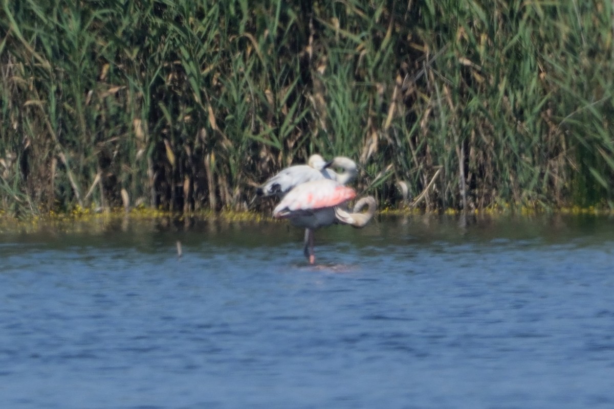 Greater Flamingo - ML592520511