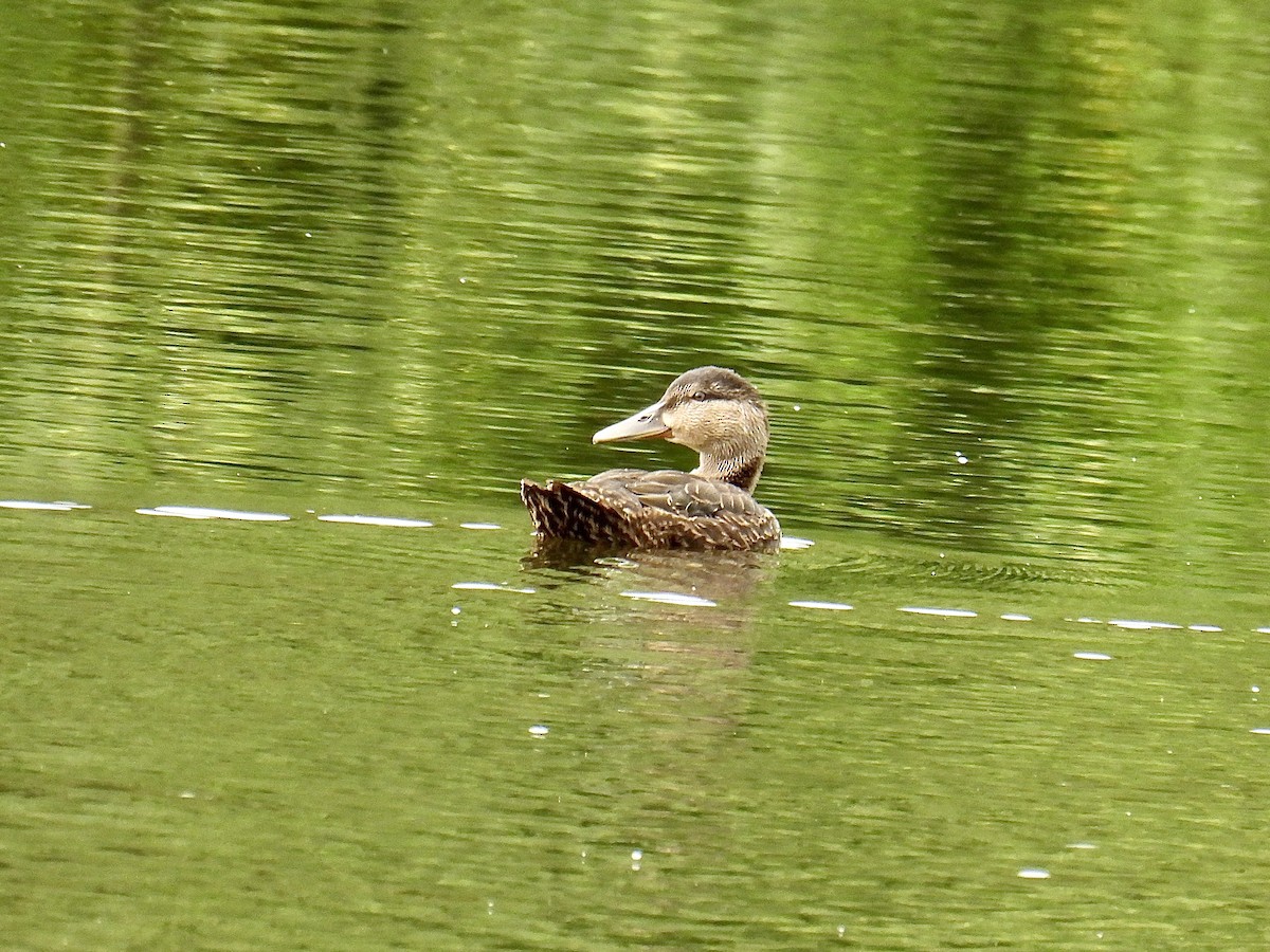 American Black Duck - ML592520891