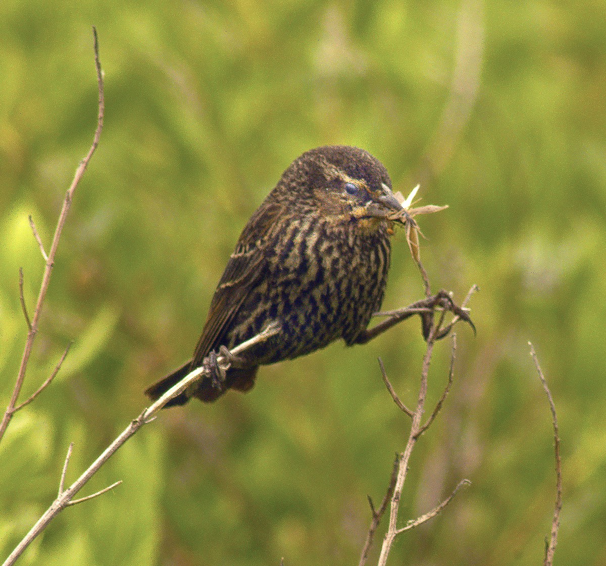 Red-winged Blackbird - ML59252121