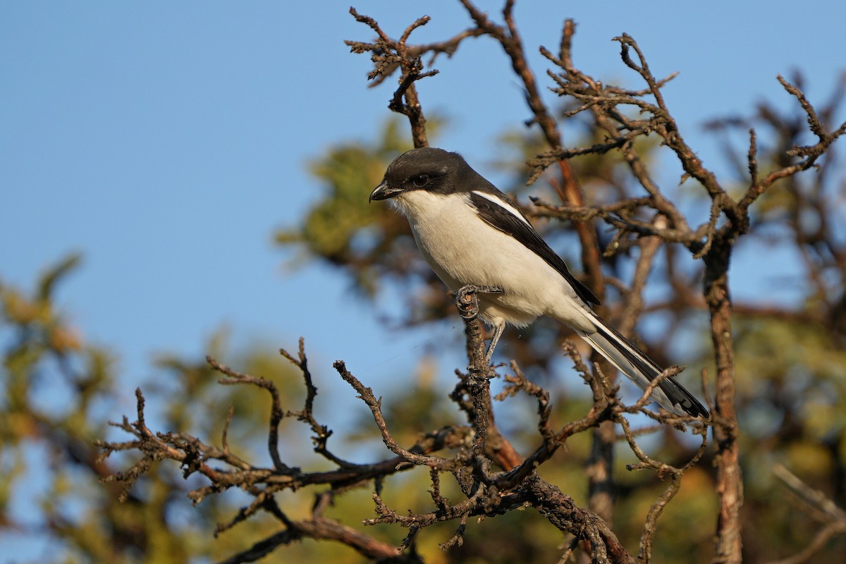 Southern Fiscal - ML592521611