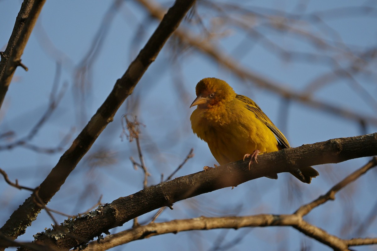 Cape Weaver - ML592521711