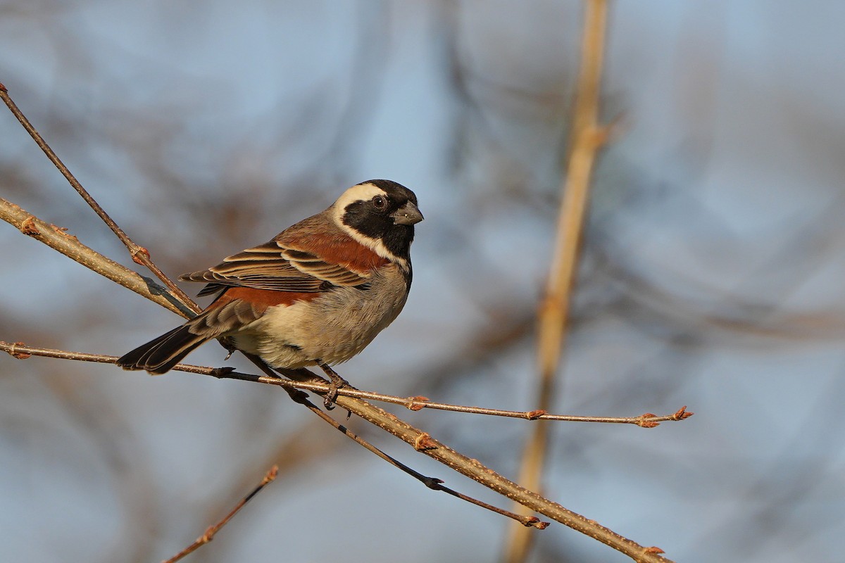 Cape Sparrow - ML592521731