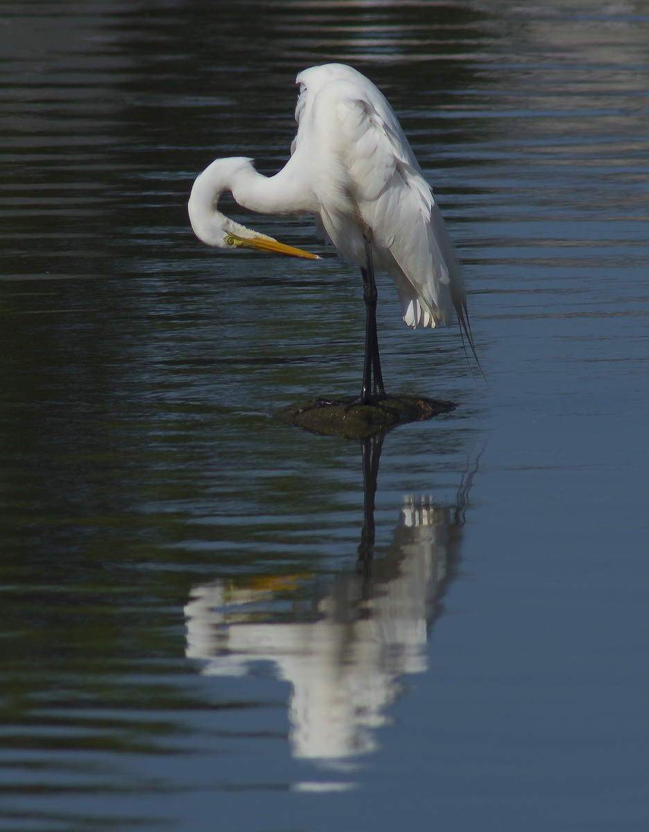 Great Egret - ML59252271
