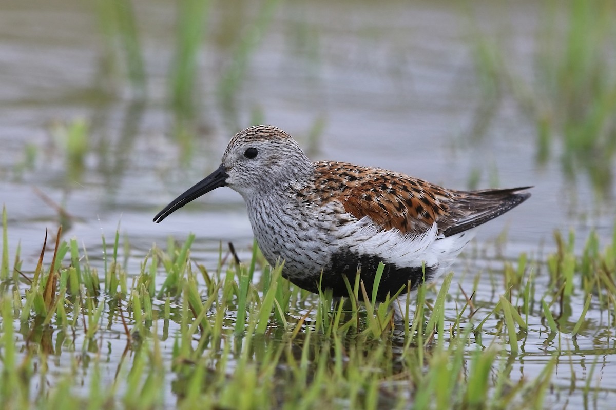 Dunlin - ML59252281