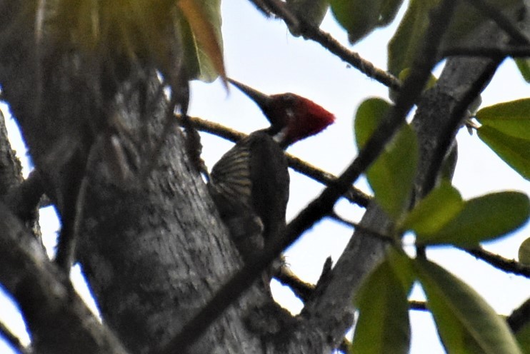 Guayaquil Woodpecker - ML592522981