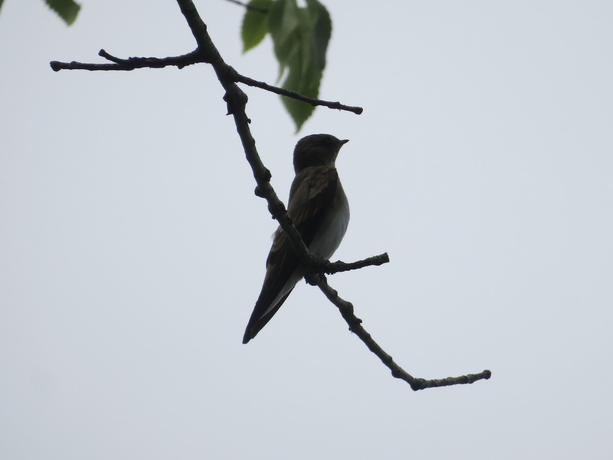 Hirondelle à ailes hérissées - ML592523271