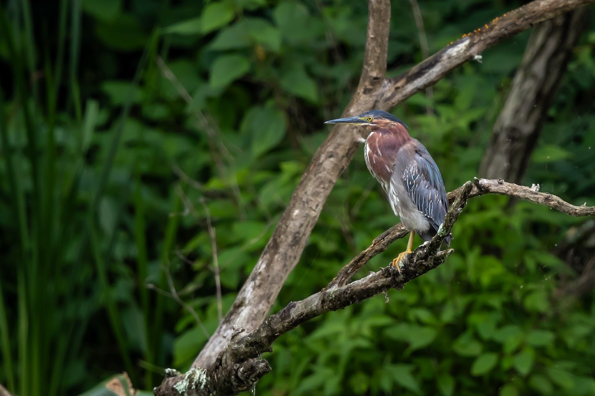 Green Heron - ML592523321