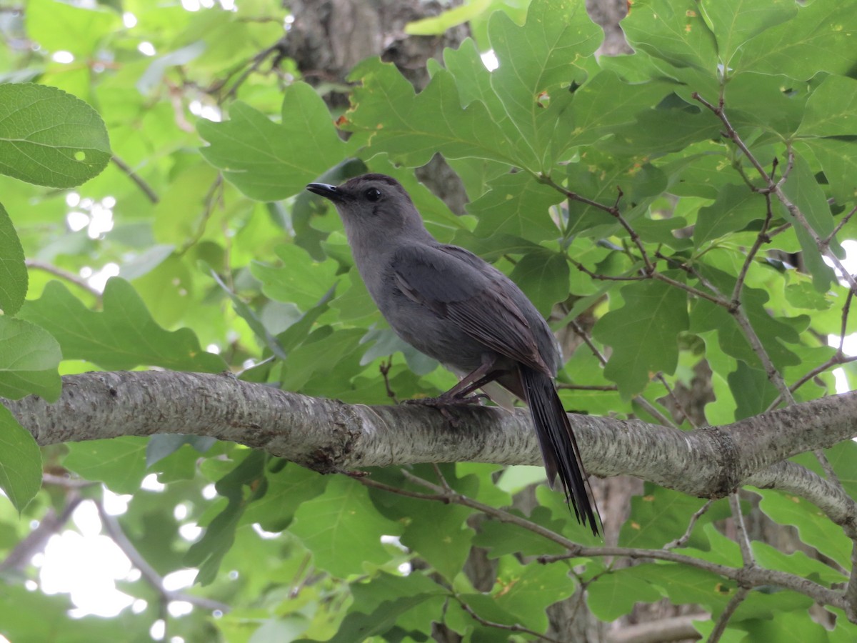 Gray Catbird - ML592523381