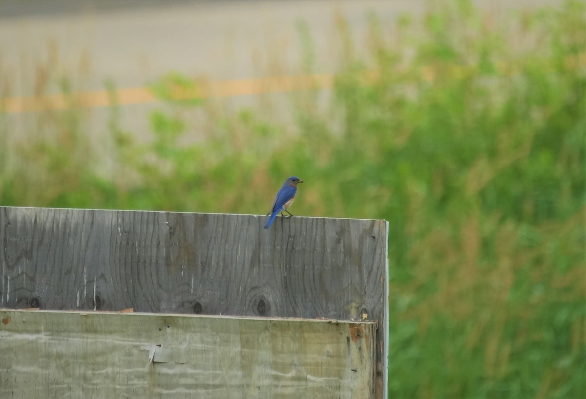 Eastern Bluebird - ML592523631