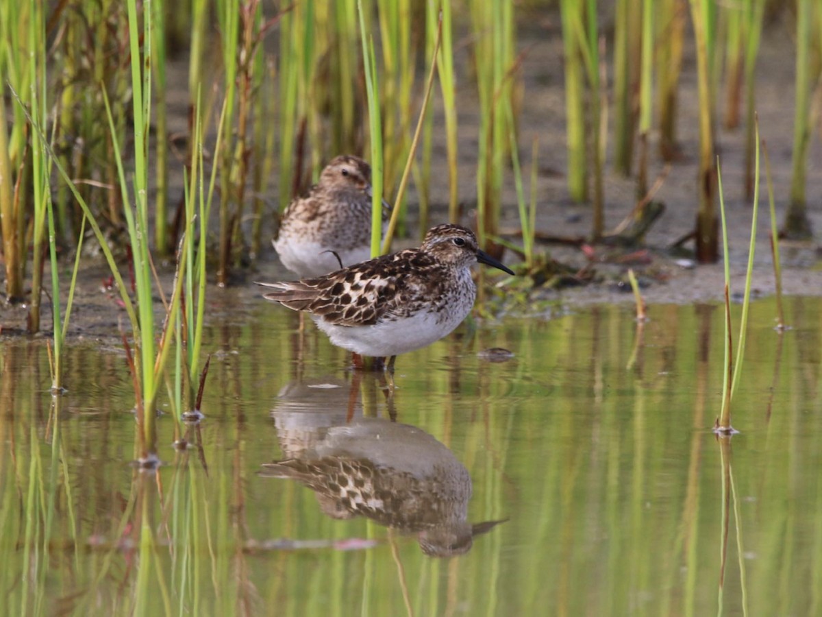 Least Sandpiper - ML592523991