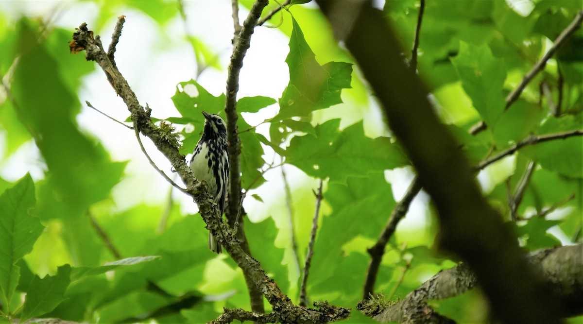 Black-and-white Warbler - ML592524151