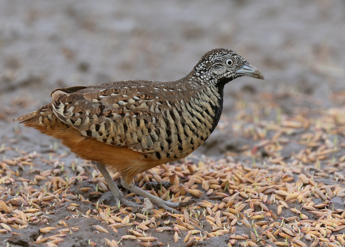 Barred Buttonquail - ML592524221