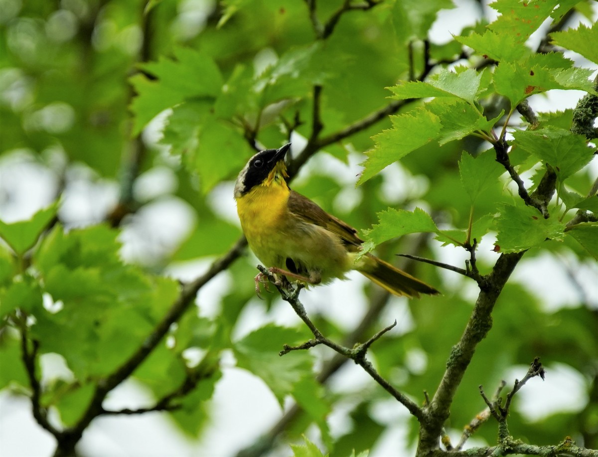 Common Yellowthroat - ML592524271