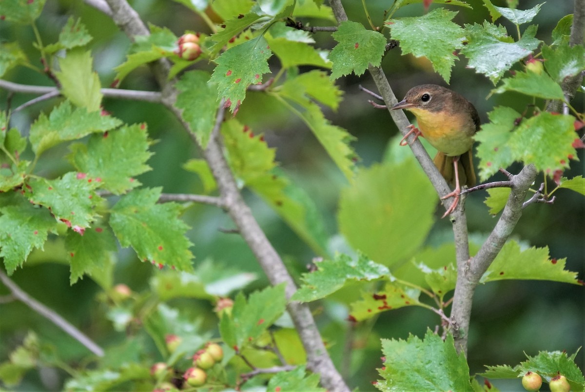 Common Yellowthroat - ML592524311