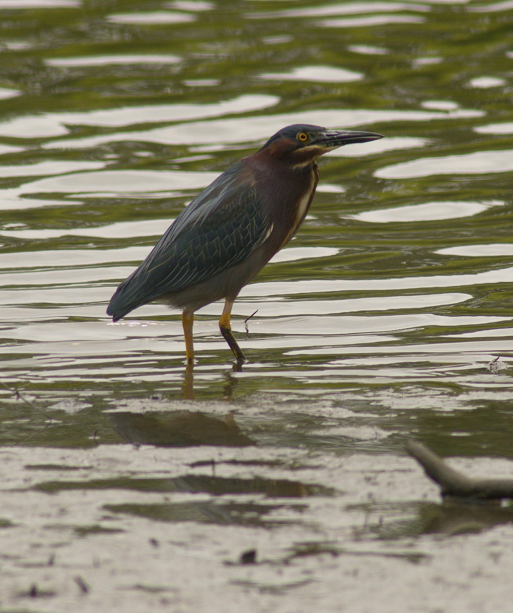 Green Heron - ML59252451