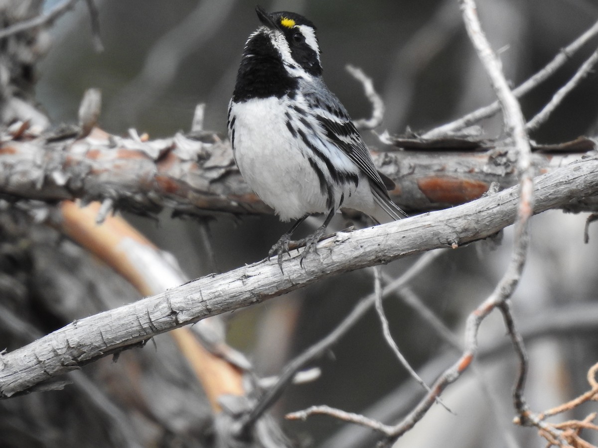 Black-throated Gray Warbler - ML592524511