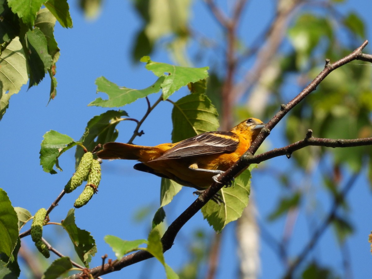 Baltimore Oriole - ML592524711