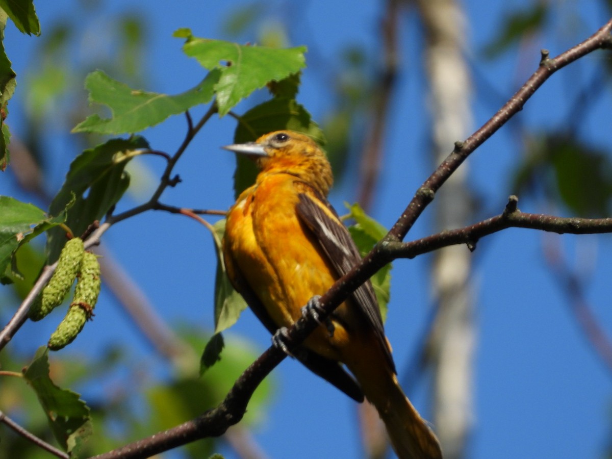 Oriole de Baltimore - ML592524721