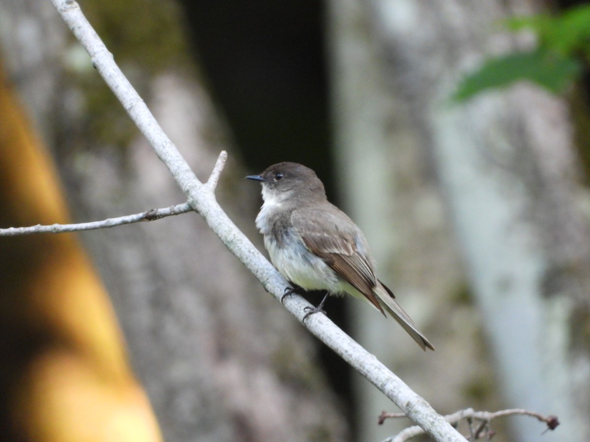 Eastern Phoebe - ML592524911