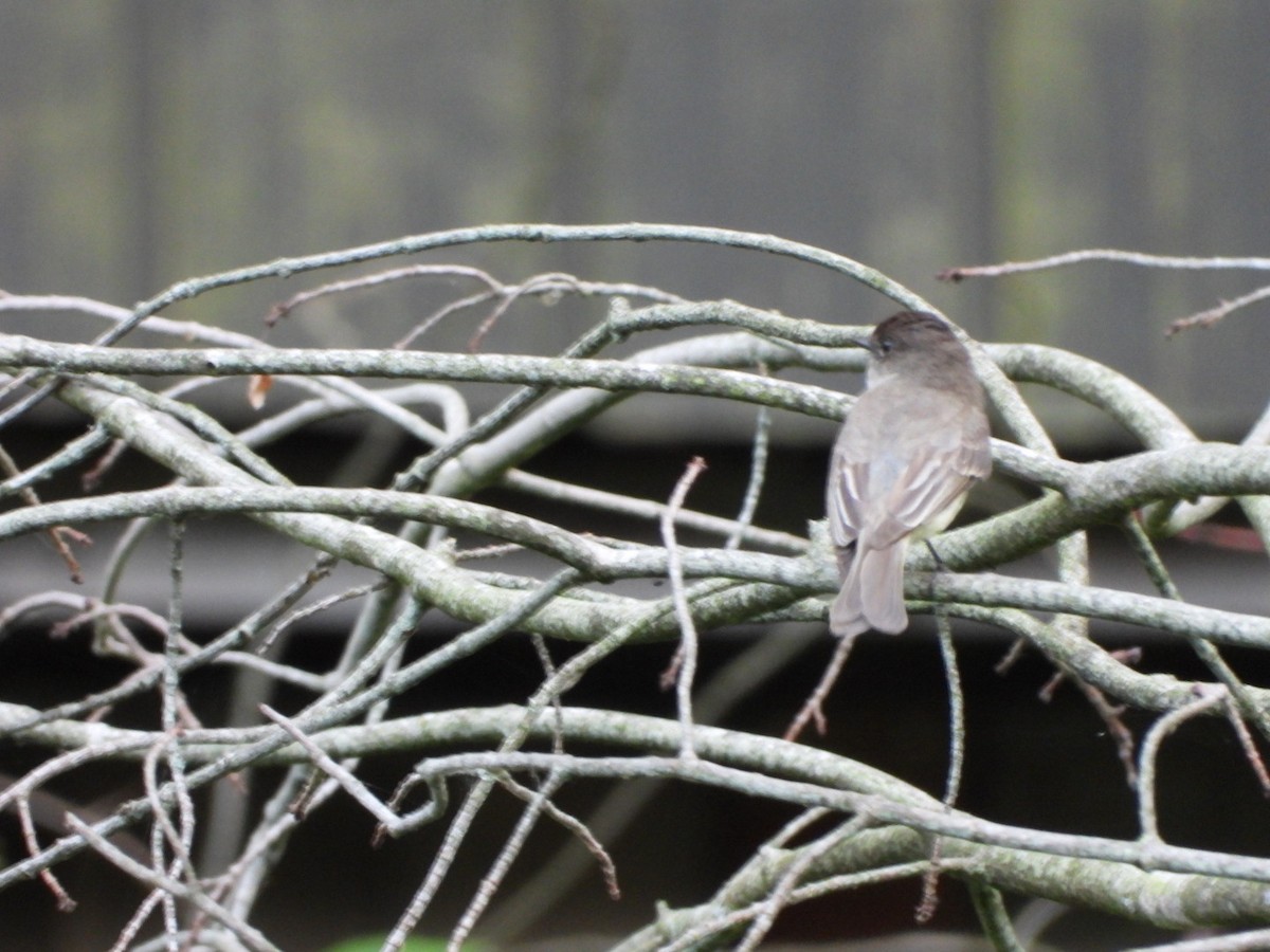 Eastern Phoebe - ML592524921