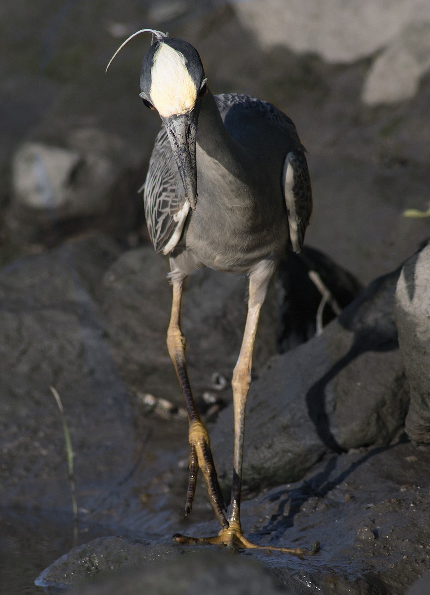 Yellow-crowned Night Heron - ML59252501