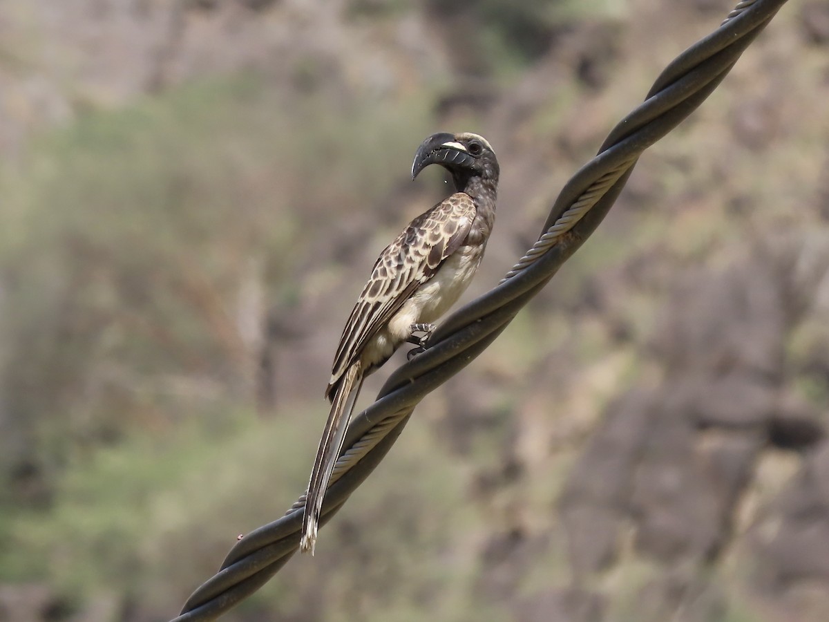 African Gray Hornbill - Gregory Askew