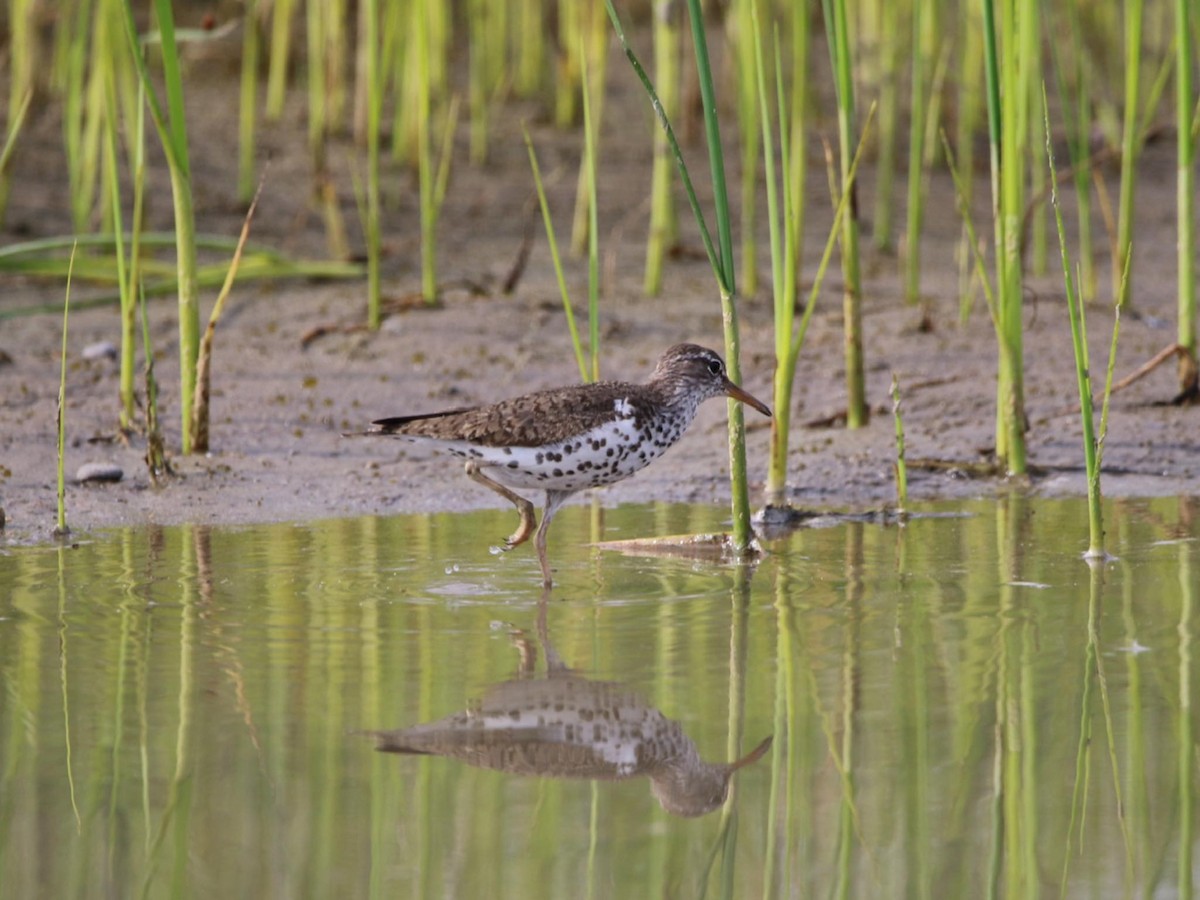 Spotted Sandpiper - ML592525101