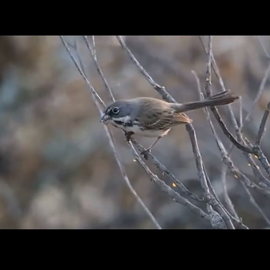 Bell's Sparrow - ML592525121