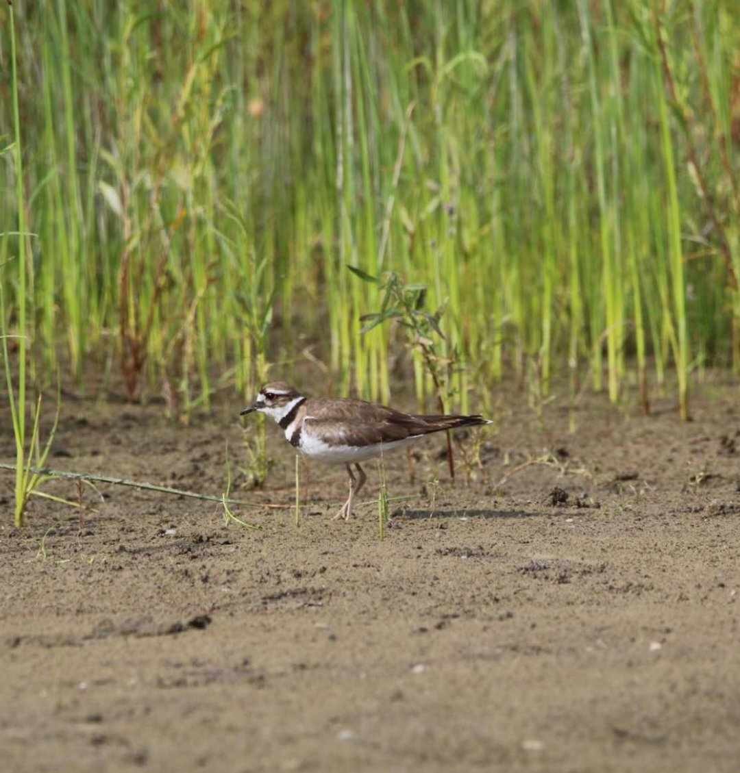 Killdeer - ML592525201