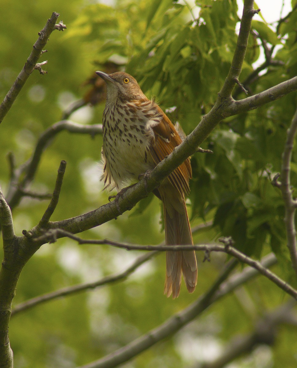 Brown Thrasher - ML59252581