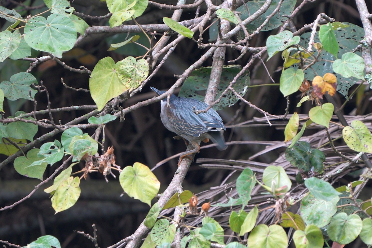 Striated Heron - ML592525901