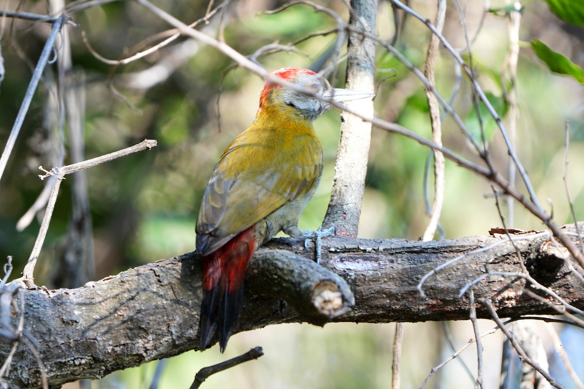 Olive Woodpecker - Dave Rimmer