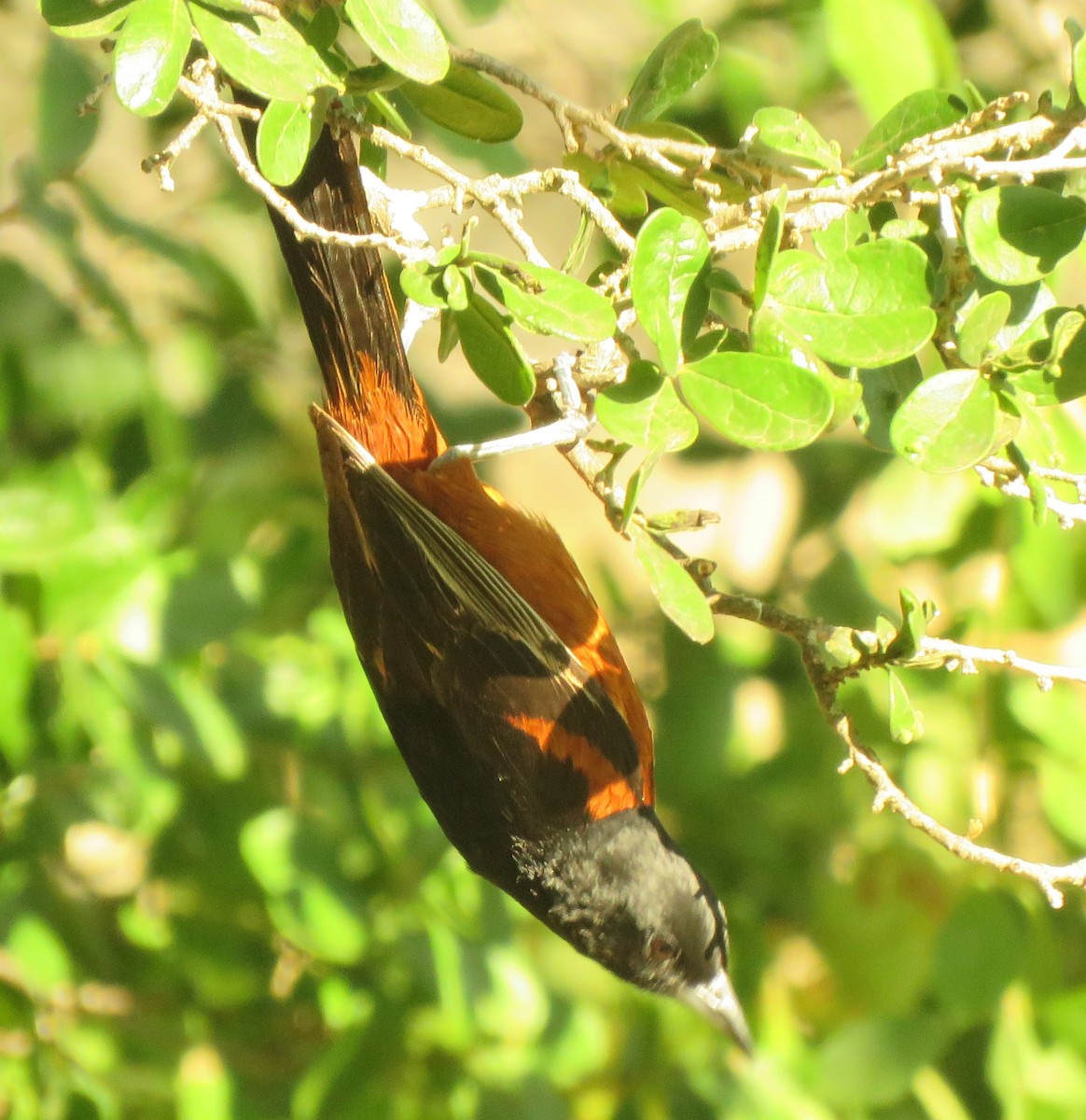 Orchard Oriole - Thomas Collins