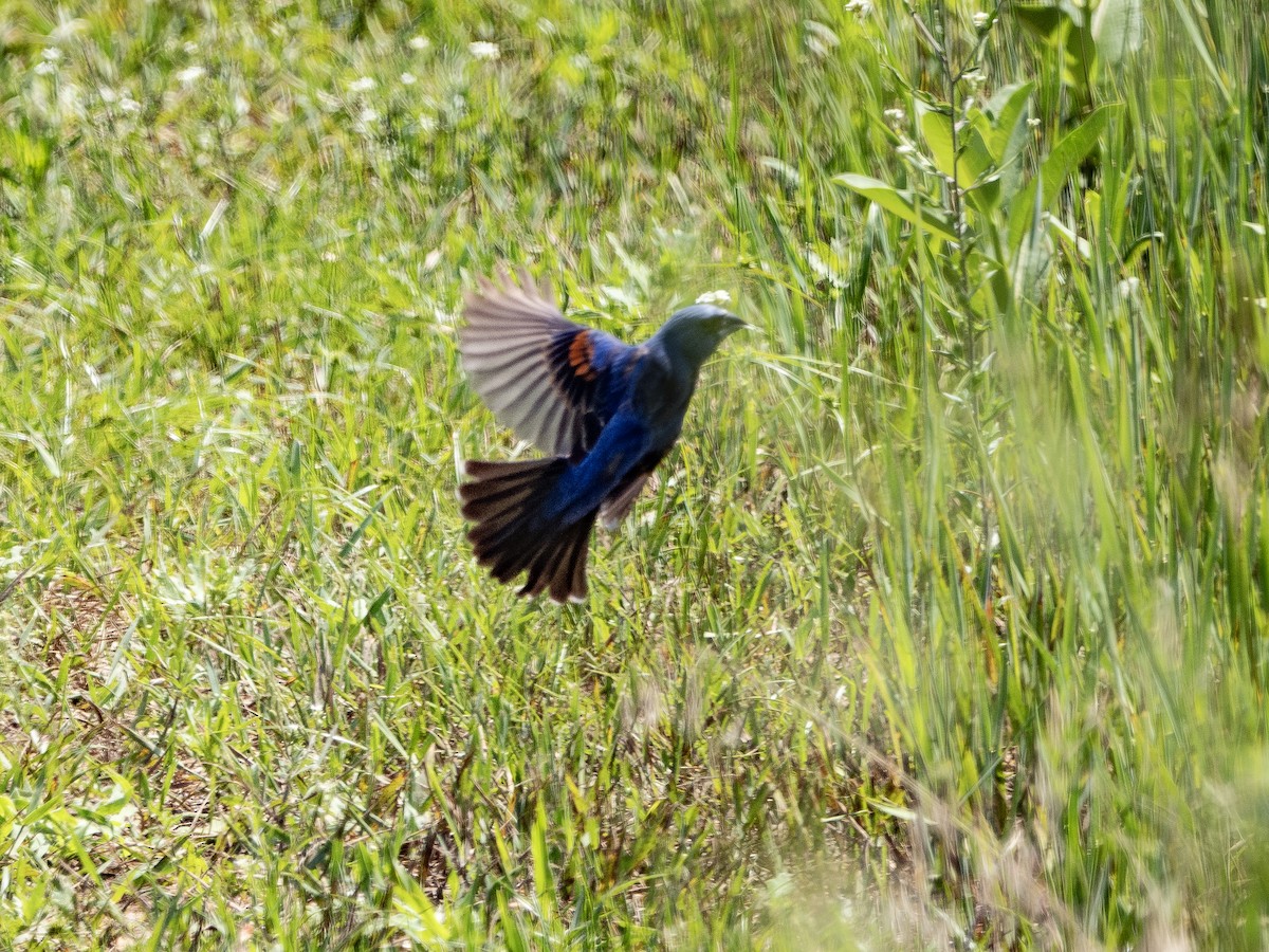 Blue Grosbeak - ML592526671