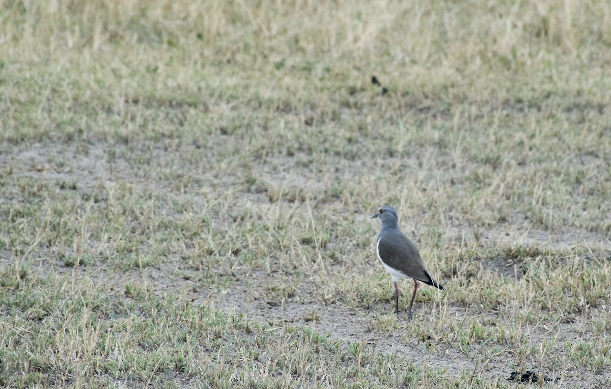 Senegal Lapwing - ML592528001