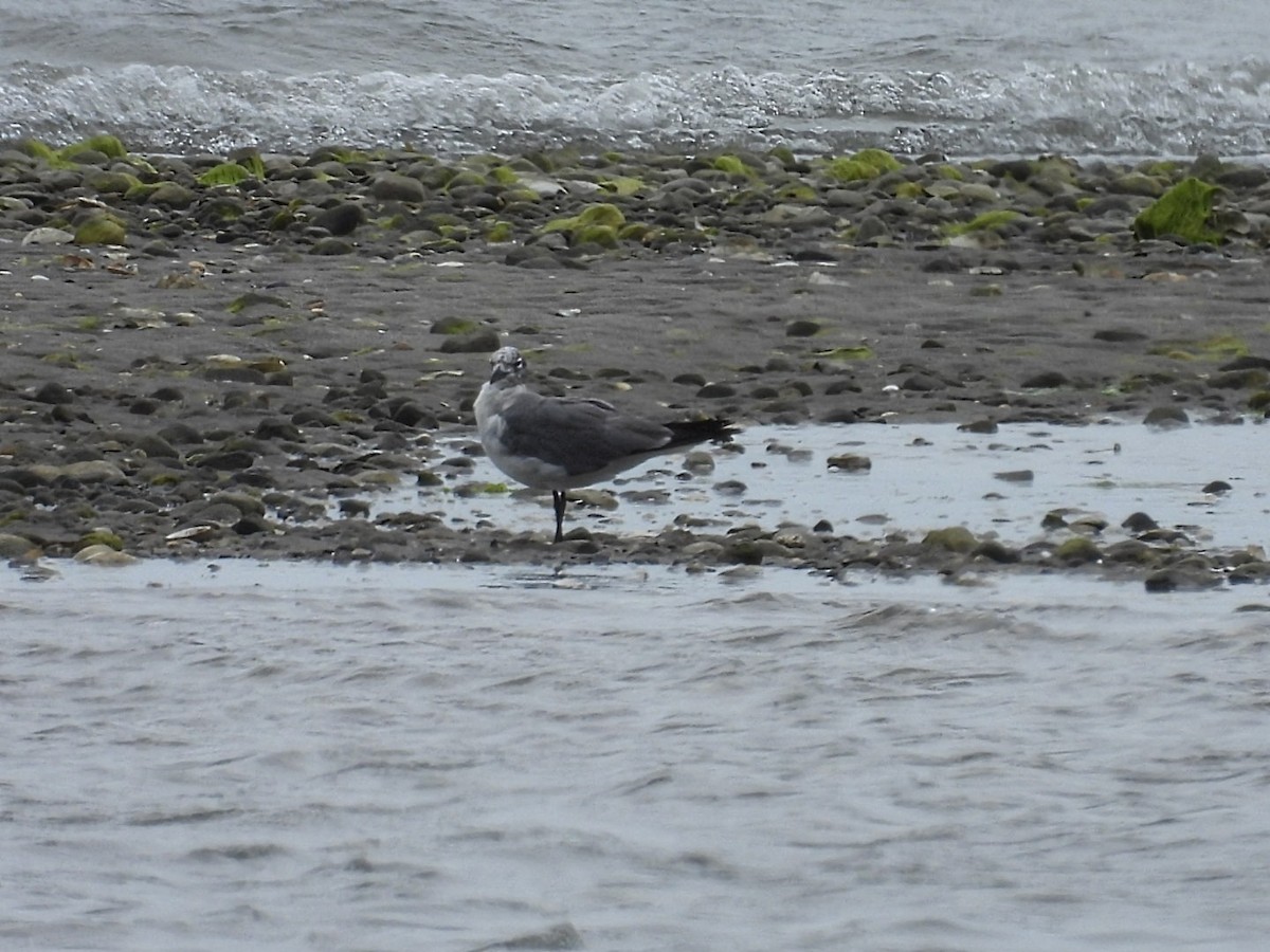 Mouette atricille - ML592528121