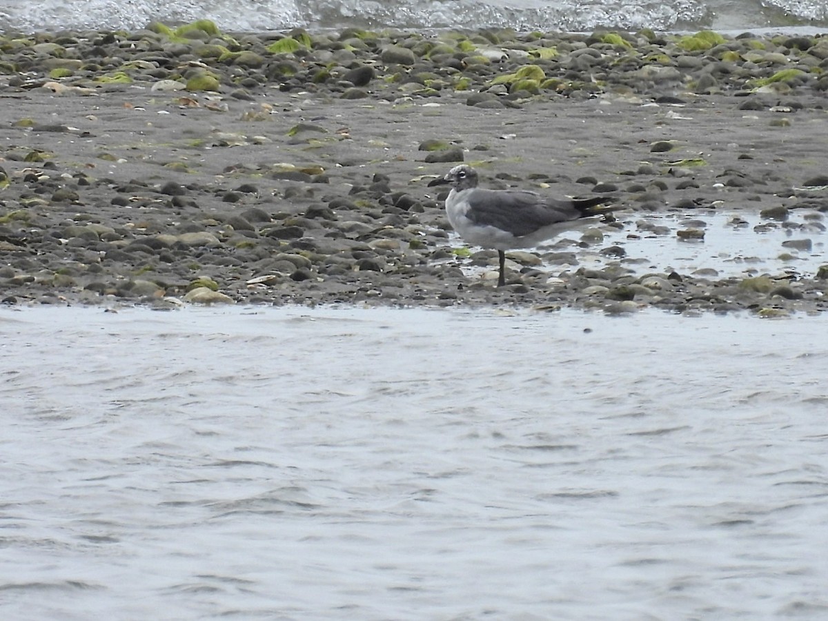 Laughing Gull - ML592528131