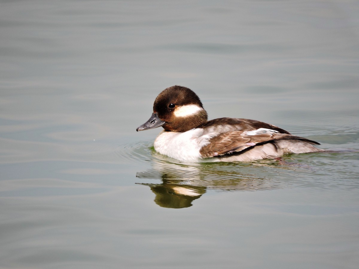 Bufflehead - S. K. Jones
