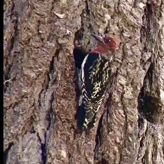 Red-breasted Sapsucker - Joe Wujcik