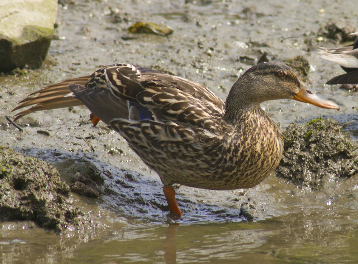 Mallard - ML59252921