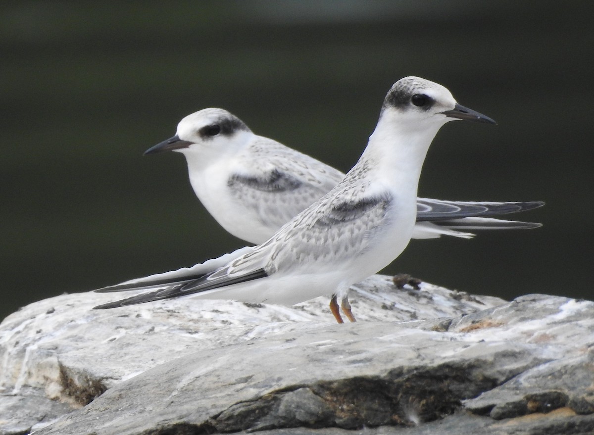 Least Tern - Fred Shaffer