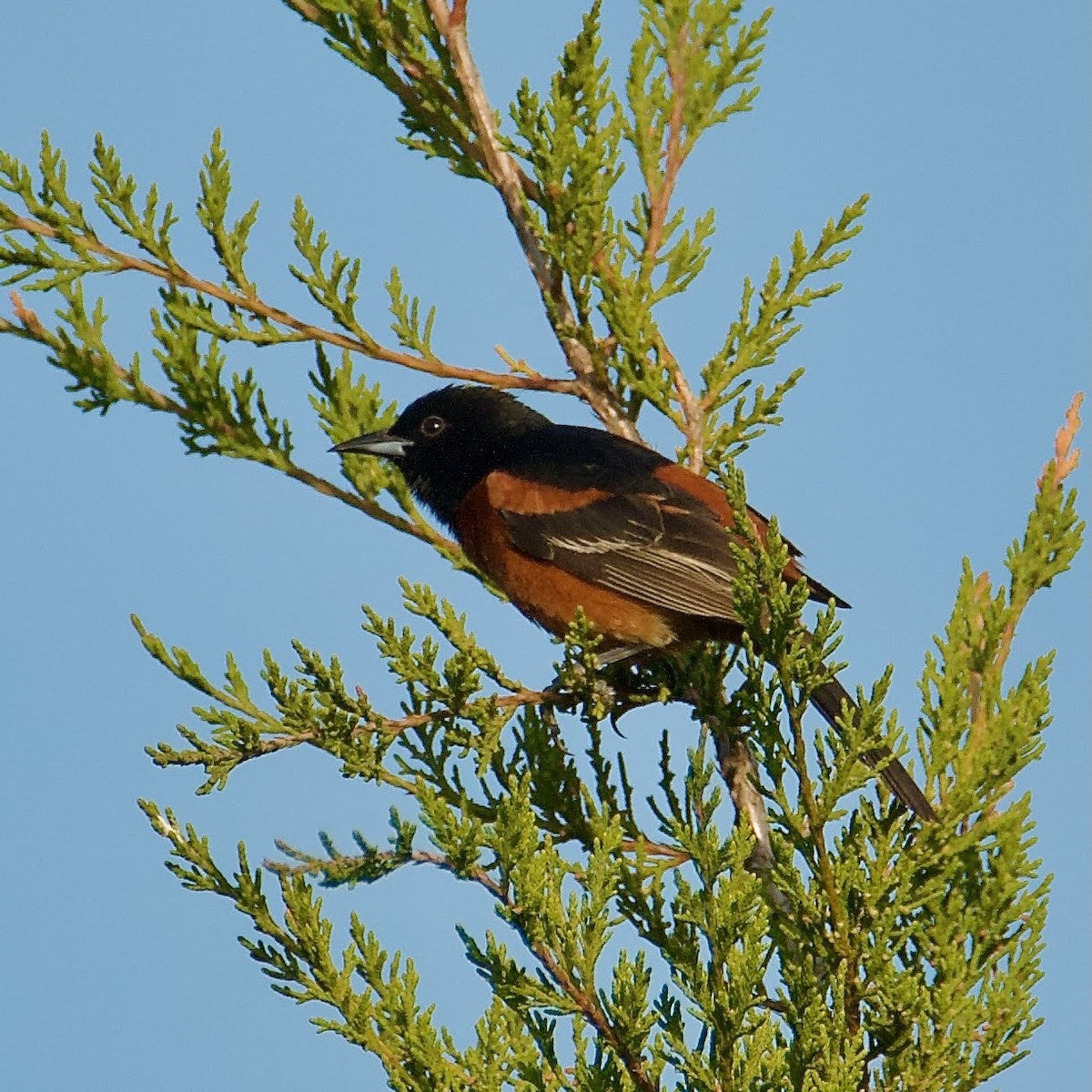 Orchard Oriole - ML592529481