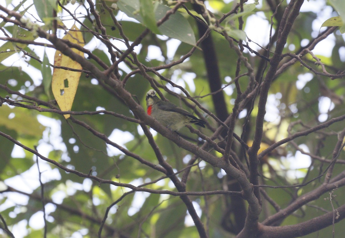 Olive-crowned Flowerpecker - Kit Britten